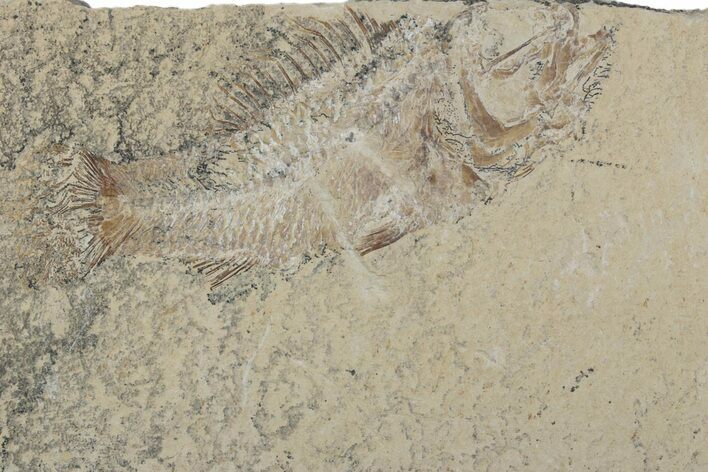 Bargain, Cretaceous Fossil Fish (Pateroperca) - Lebanon #376351